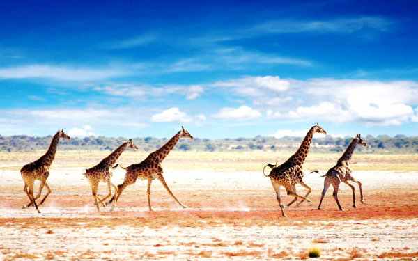 Бег жирафов