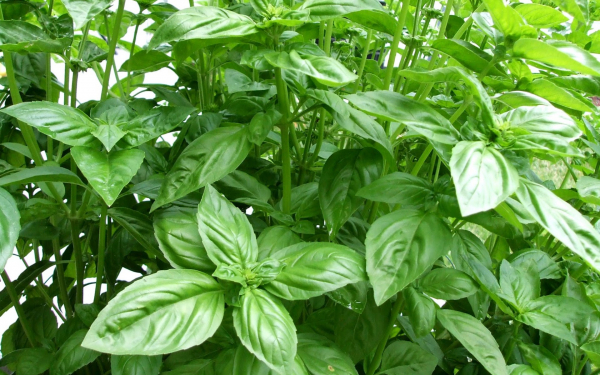 Базилик душистый