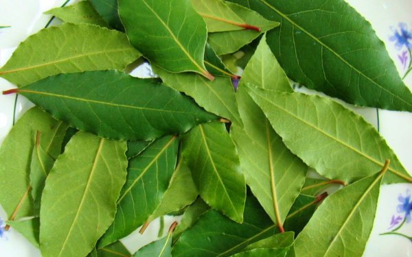 Лавровый лист