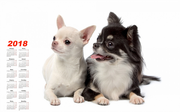 Календарь 2018. Собачки