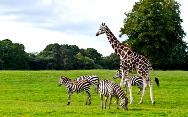 Зебры и жираф на поляне