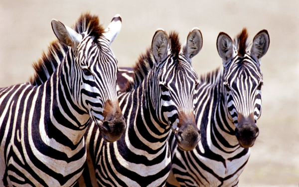 Три зебры