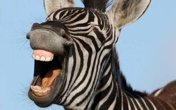 Улыбка зебры