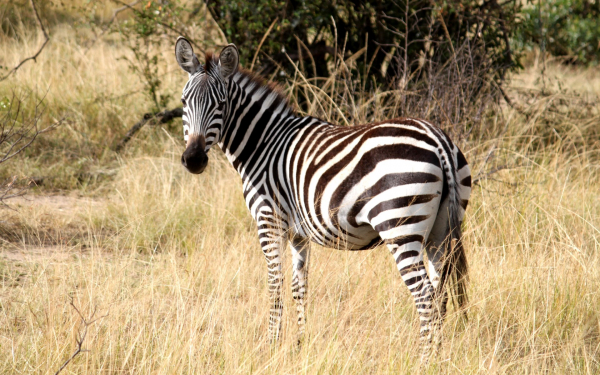 Зебра полосатая