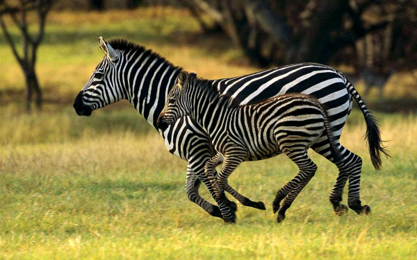 Зебра с жеребенком