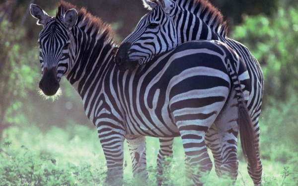 Две  зебры