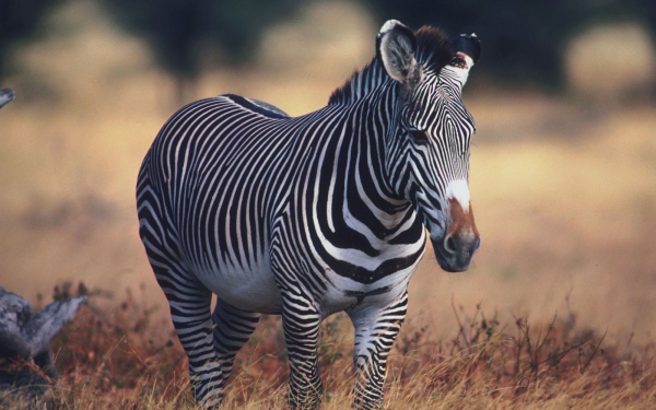 Зебра  в  саванне