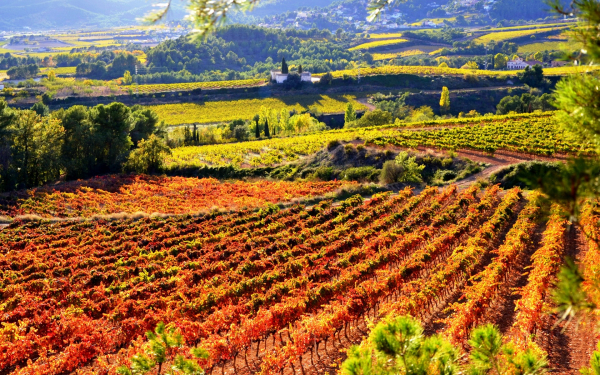 Виноградники Испании