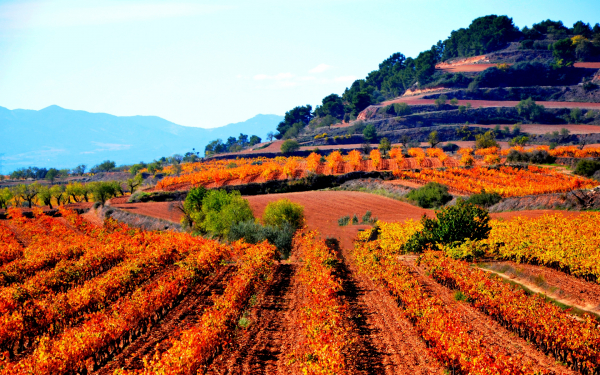 Поля в Каталонии