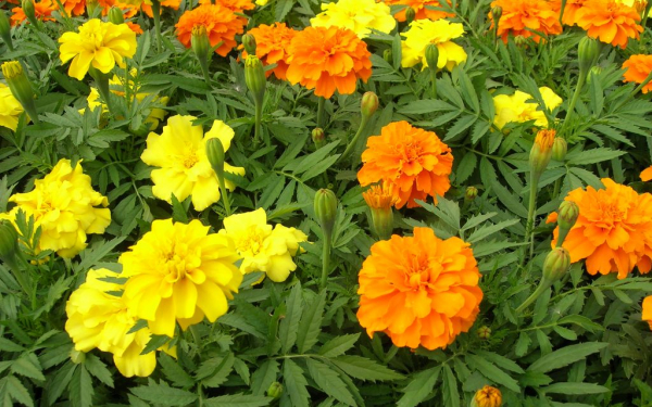 Цветы бархатцы разноцветные