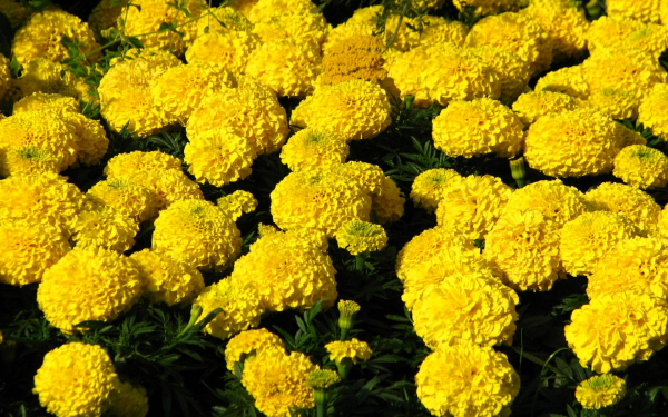 Бархатцы желтые