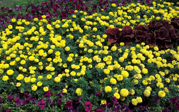 Бархатцы и примула