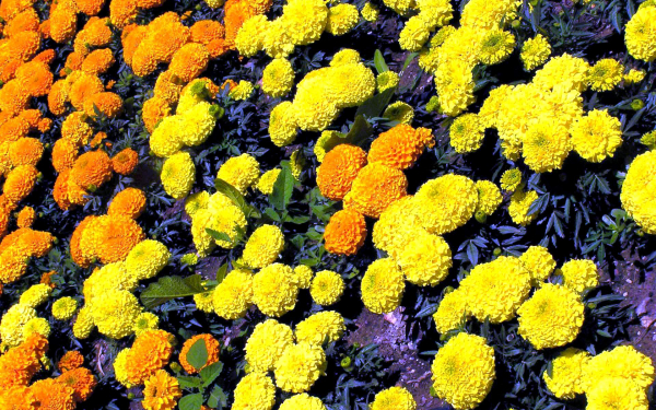 Бархатцы оранжевые и желтые