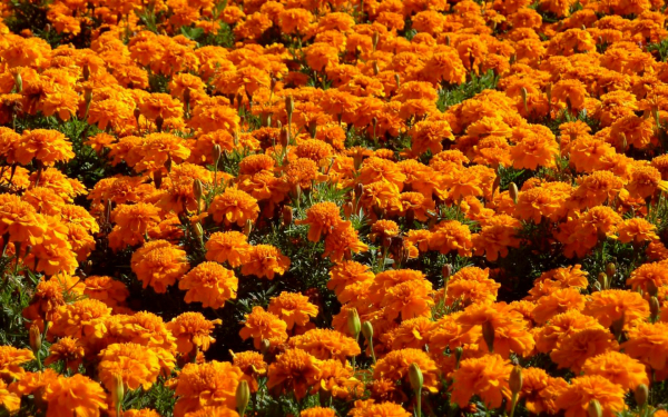 Бархатный ковер