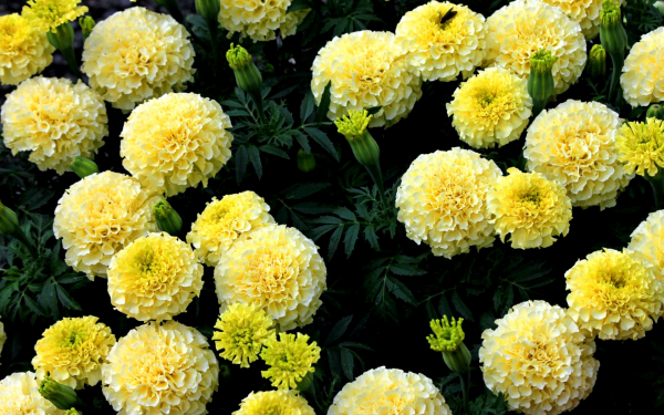 Бархатцы Аляска