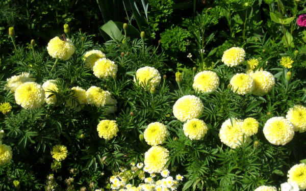 Бархатцы Ванилла