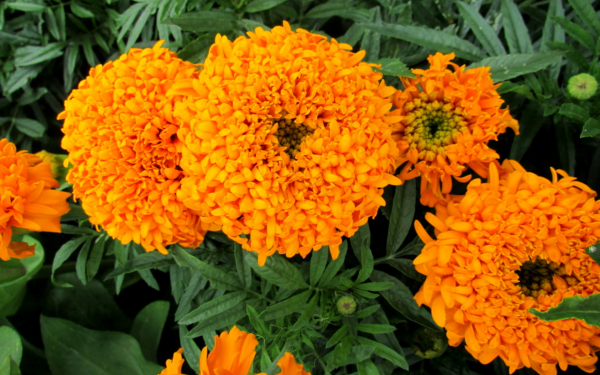 Бархатцы Купид Голден