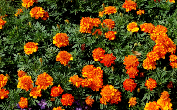 Бархатцы Мандарин