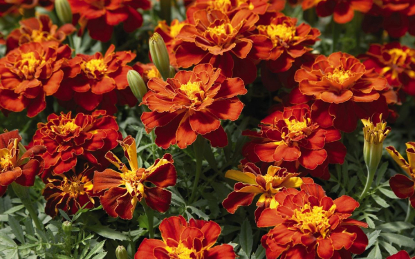 Бархатцы Сафари