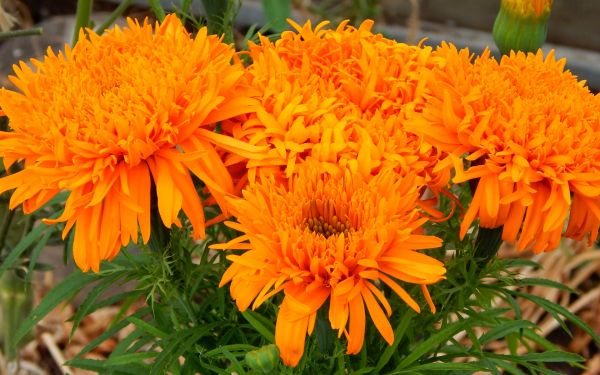 Бархатцы Шейх