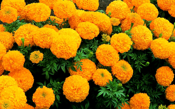 Бархатцы максимикс