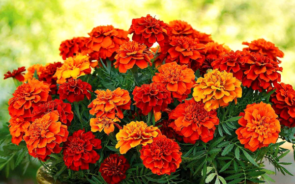 Бархатцы махровые