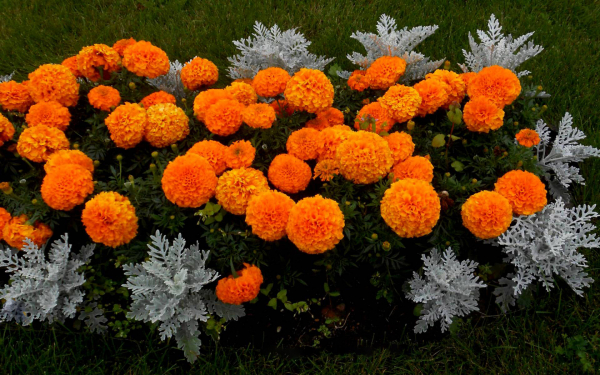 Бархатцы на клумбе