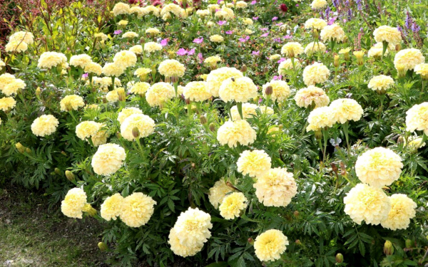 Бархатцы на садовой клумбе