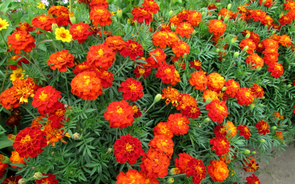 Бархатцы отклоненные махровые Ред Черри