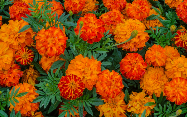 Бархатцы отклоненные