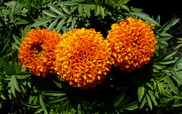 Бархатцы прямостоячие Дискавери Оранж