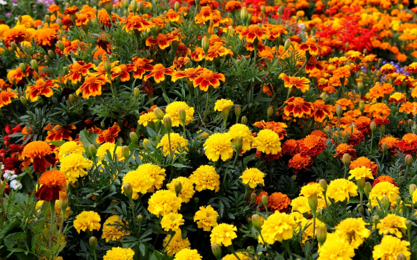 Бархатцы смесь