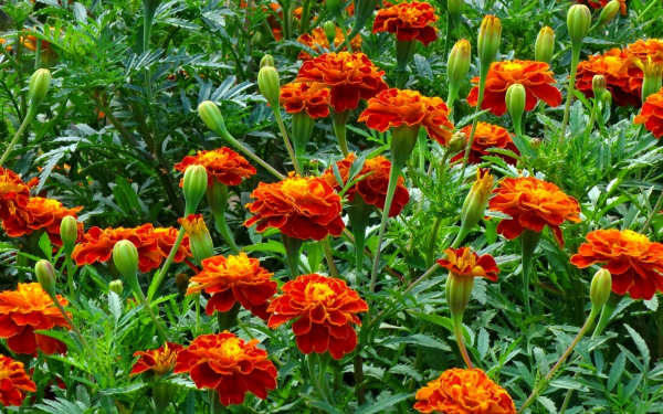 Бархатцы цветут