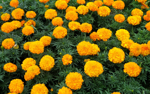 Бархатцы цветы