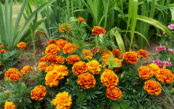 Однолетие цветы бархатцы