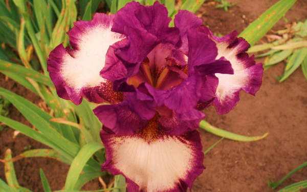 Ирис бородатый фиолетовый