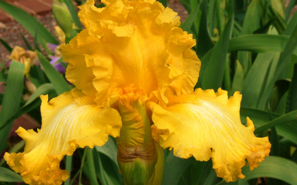 Желтый ирис