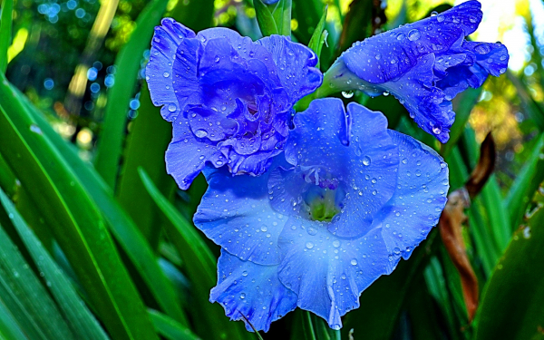 Ирис синий