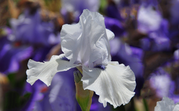 Белый ирис