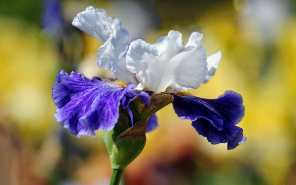 Ирис бело-синий