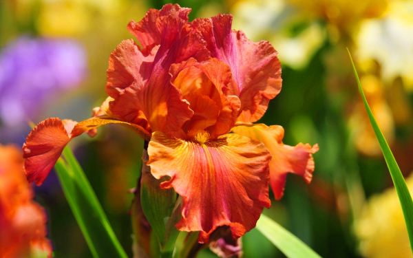 Ирис оранжевый