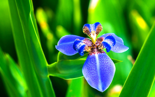 Ирис синий крапчатый