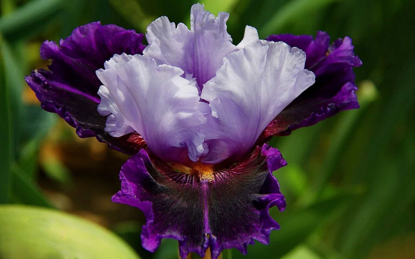 Красивый ирис