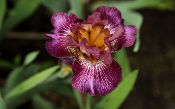 Пурпурный ирис