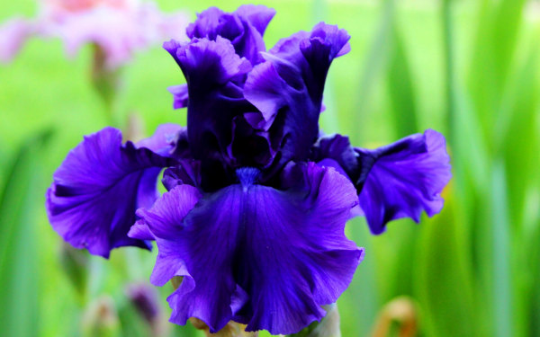 Сине-фиолетовый ирис
