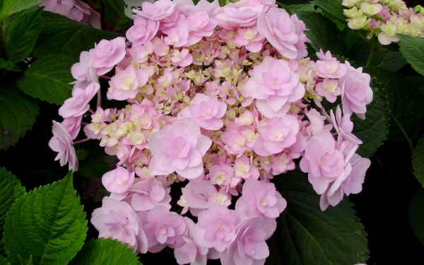 Гортензия крупнолистная Эрли розовая