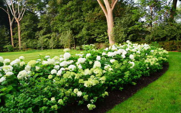 Гортензия в парке