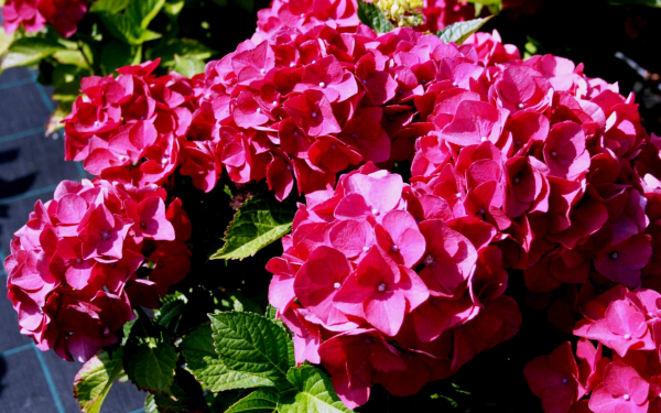 Гортензия красная