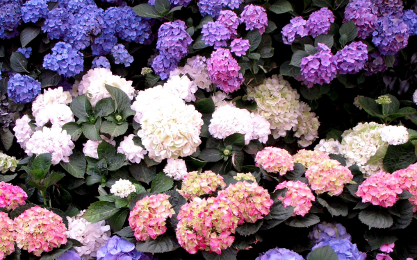 Гортензия крупнолистная разноцветная