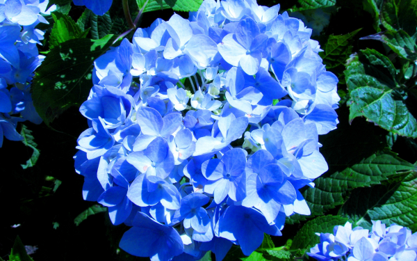 Гортензия крупнолистная синяя